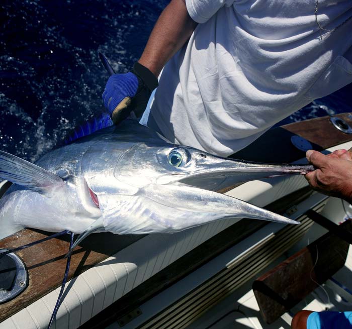 Punta Cana Fishing, Fishing Charter punta cana,bavaro charters, tours, Fishing Hop-On Fishing from Bavaro, Punta Cana, Uvero Alto - Dominican Republic