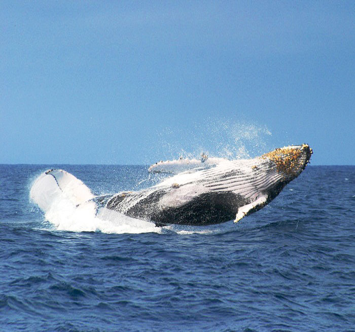 Avistamiento de ballenas y El Limon desde Bayaibe, excursion desde punta cana, tour a las ballenas, ballenas samana Ballenas Samana from Bavaro, Punta Cana, Uvero Alto, Miches, Macao - Dominican Republic