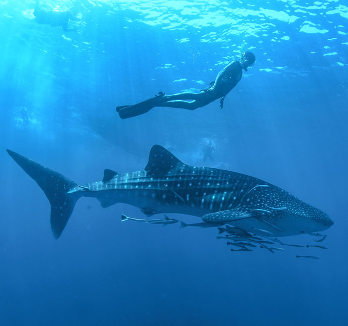 Walhaie Schnorcheln von Cabo San Lucas, Schwimmen mit Walhaien, Schnorcheln mit Walhaien, Natur, Tiere, Abenteuer Schwimmen mit Walhaien from Cabo San Lucas, Tourist Corridor, Pedregal, San Jose del Cabo - Mexico